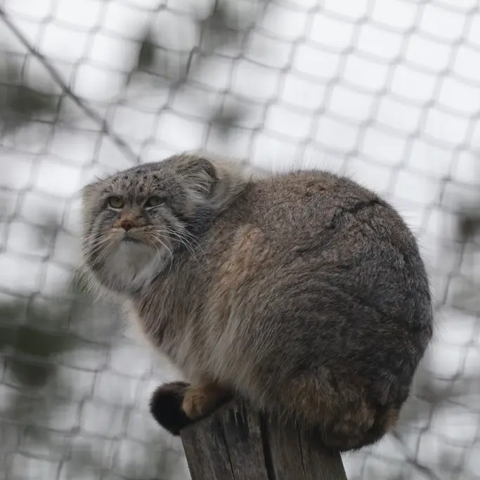 A photograph of a Pallas's cat