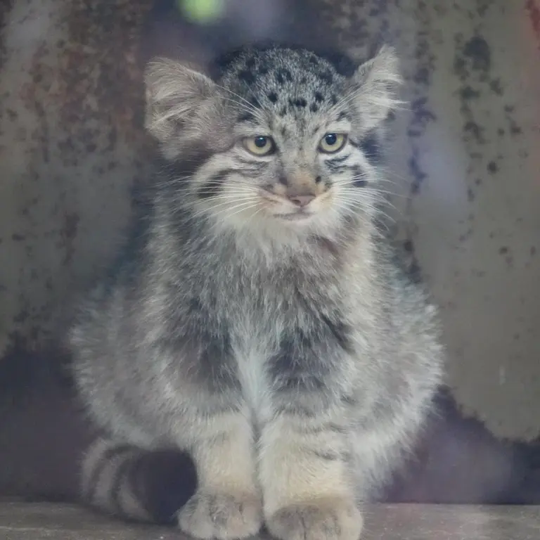 A photograph of Nagi in Kobe Animal Kingdom
