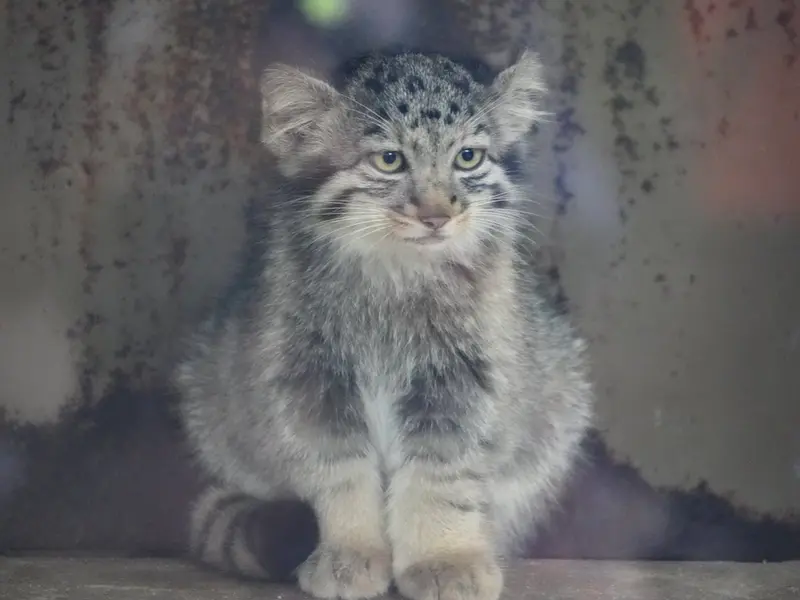 A photograph of Nagi in Kobe Animal Kingdom
