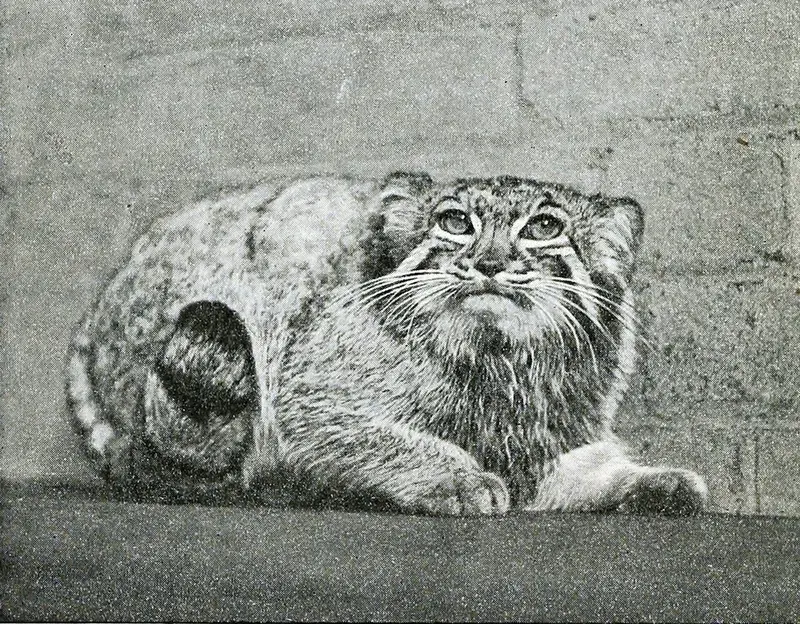 A photograph of a Pallas's cat