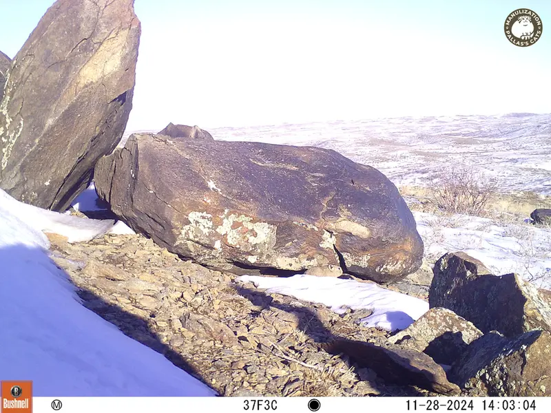 A photograph of Kazakh pika from Koshkar camera trap