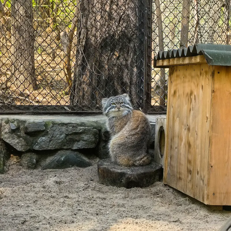 A photograph of Ruf in Novosibirsk Zoo
