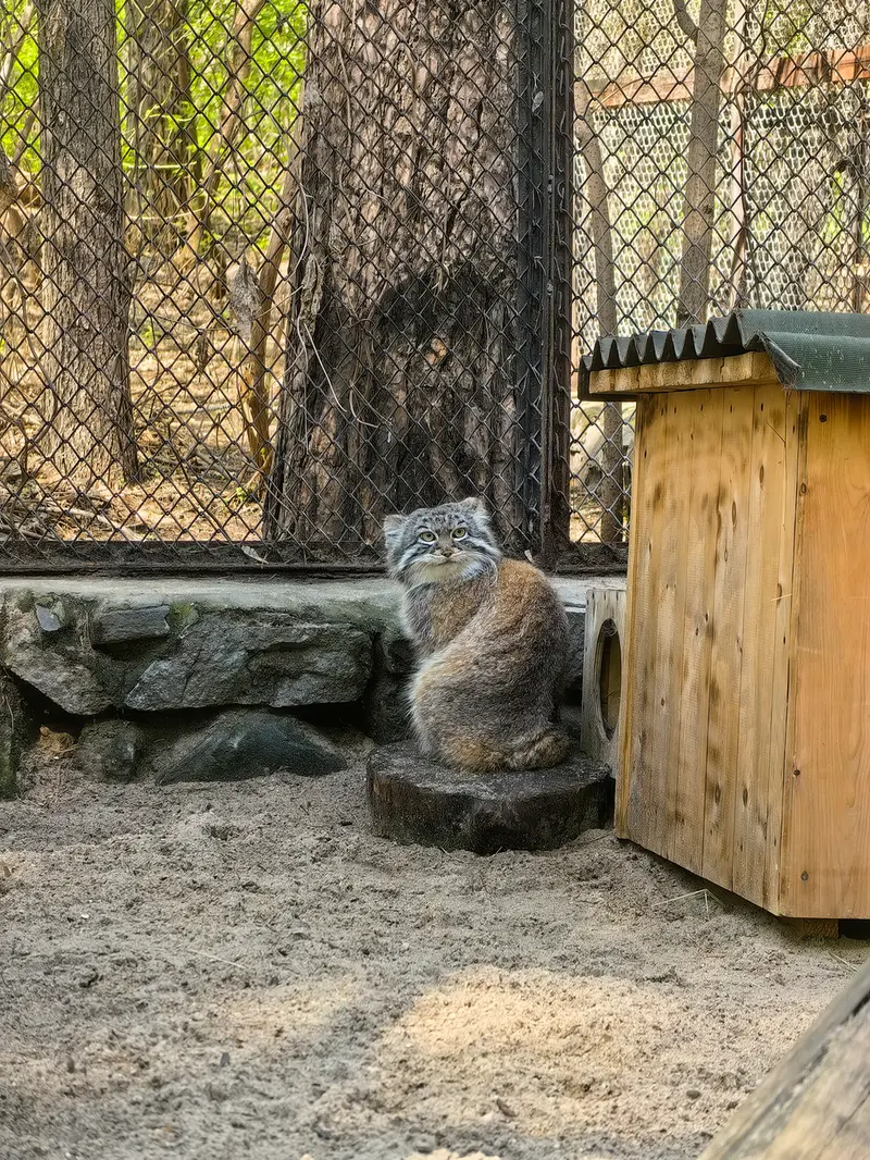 A photograph of Ruf in Novosibirsk Zoo