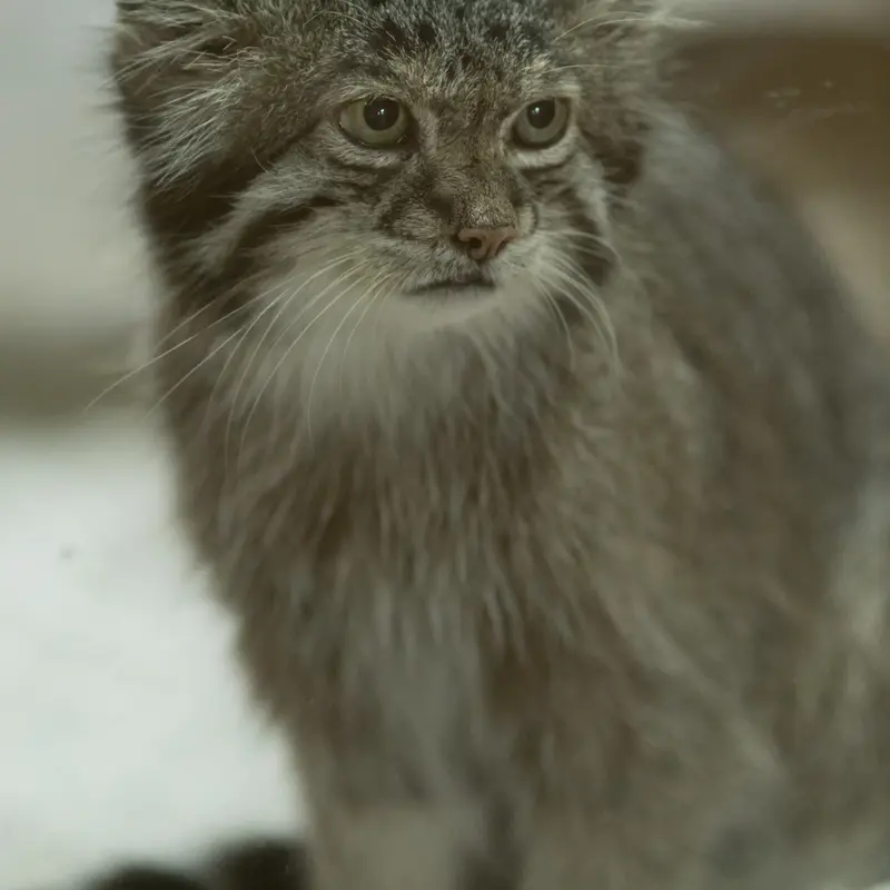A photograph of Klyon in Ueno Zoological Gardens