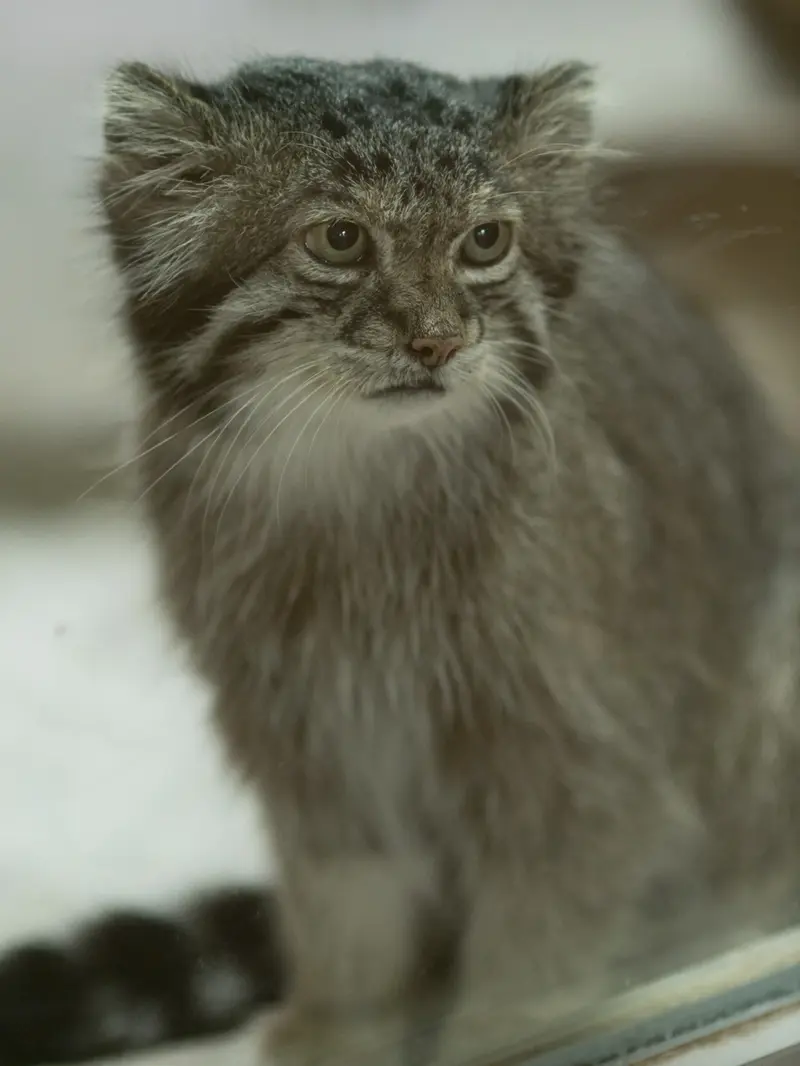A photograph of Klyon in Ueno Zoological Gardens