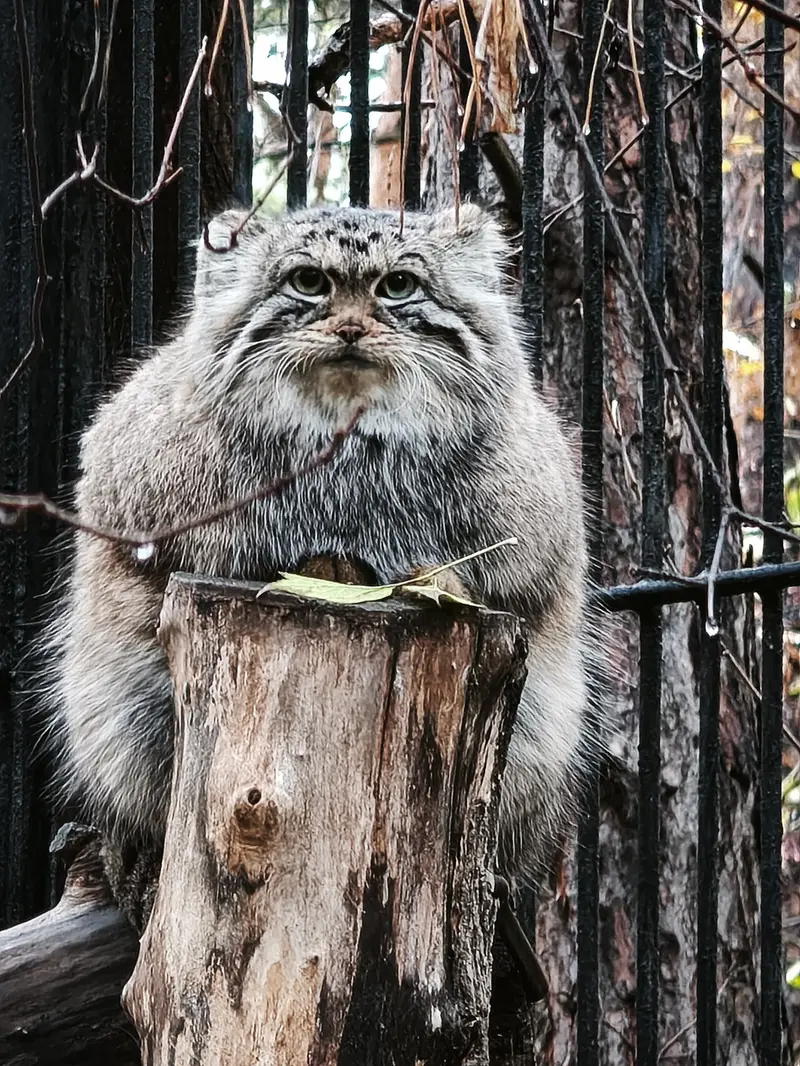A photograph of Anya in Novosibirsk Zoo