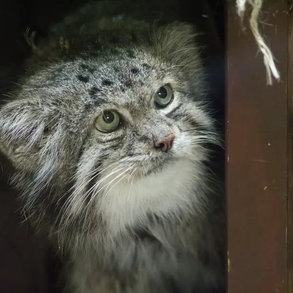 A photograph of Klyon in Ueno Zoological Gardens
