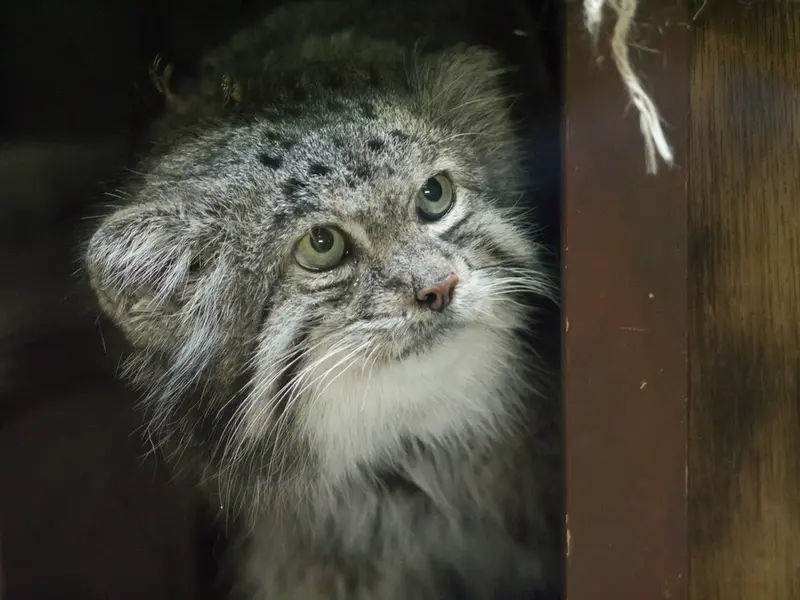 A photograph of Klyon in Ueno Zoological Gardens