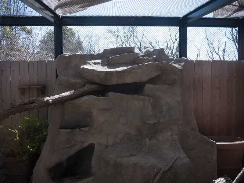 A photograph of a Pallas's cat