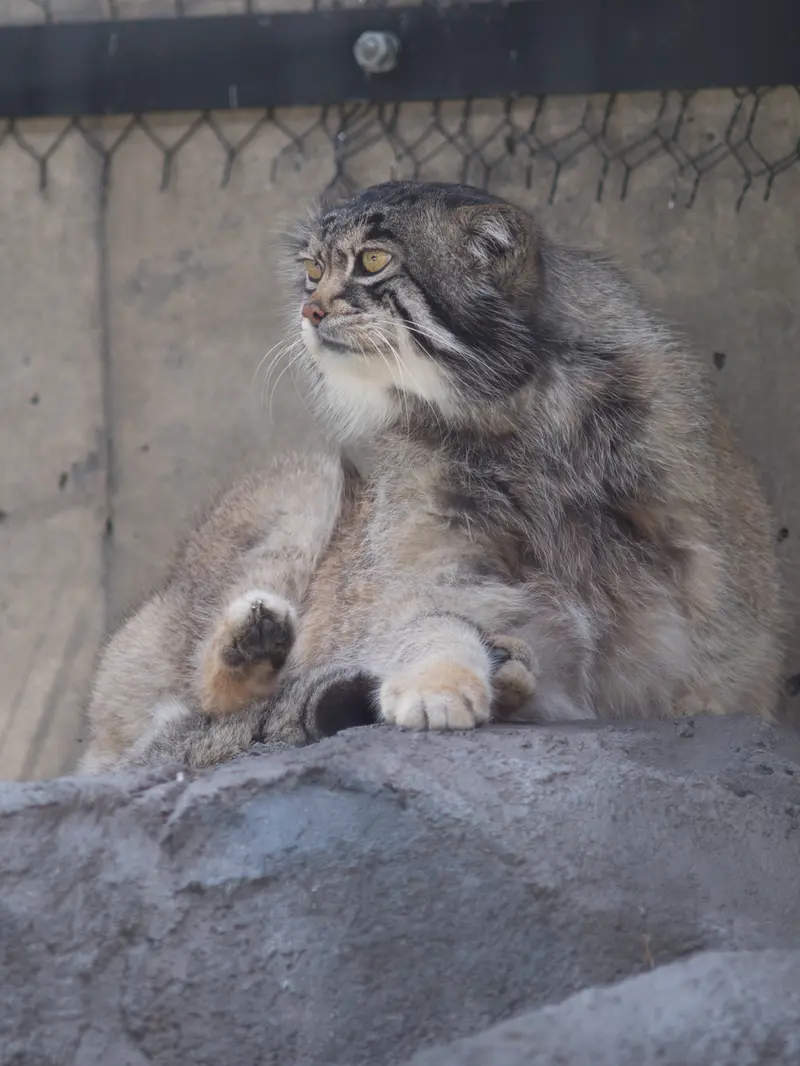 A photograph of Grusha in Asahiyama Zoo