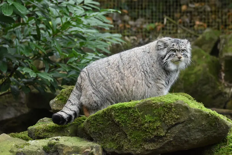A photograph of a Pallas's cat in Rotterdam Zoo