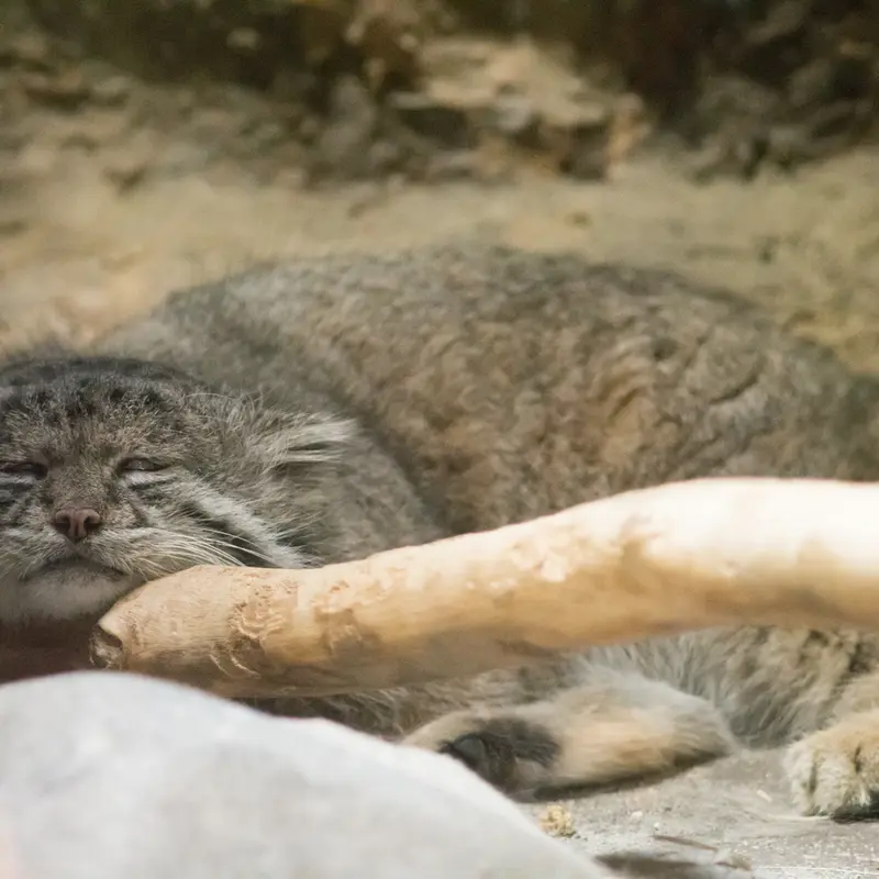 A photograph of Klyon in Ueno Zoological Gardens