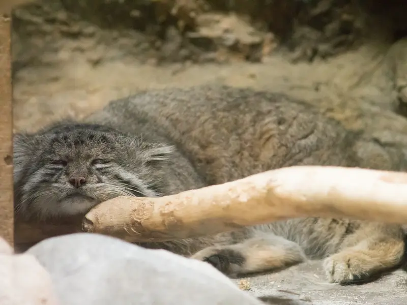 A photograph of Klyon in Ueno Zoological Gardens