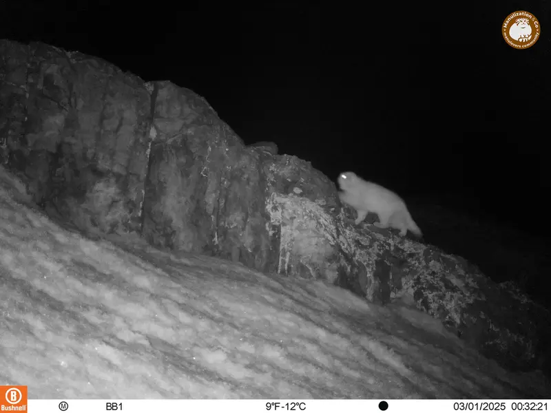 A photograph of Otocolobus manul manul from Aktas-Kunkora camera trap