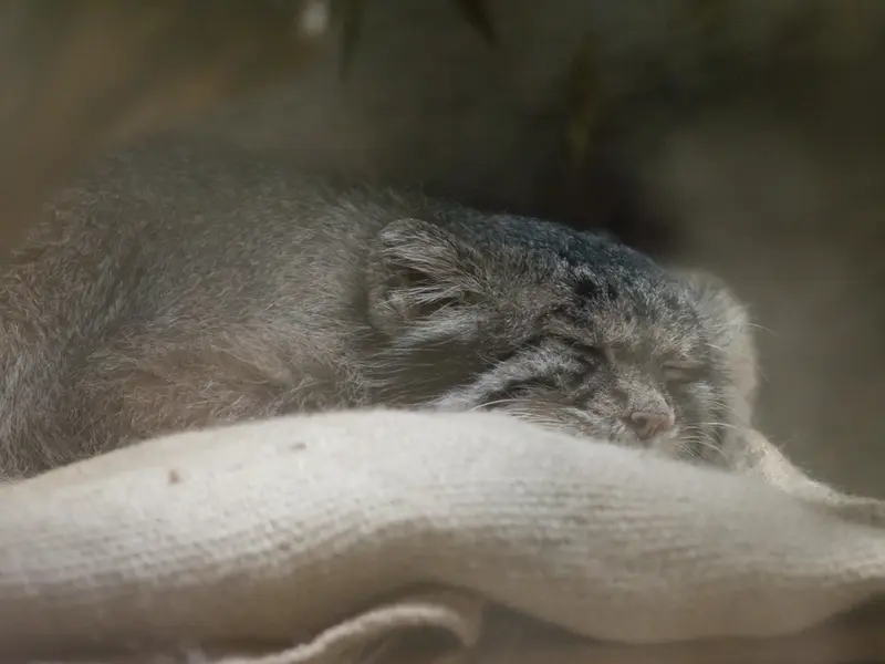 A photograph of Klyon in Ueno Zoological Gardens