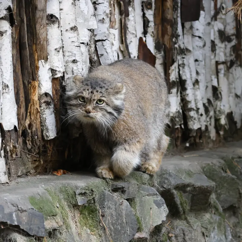 A photograph of a Pallas's cat
