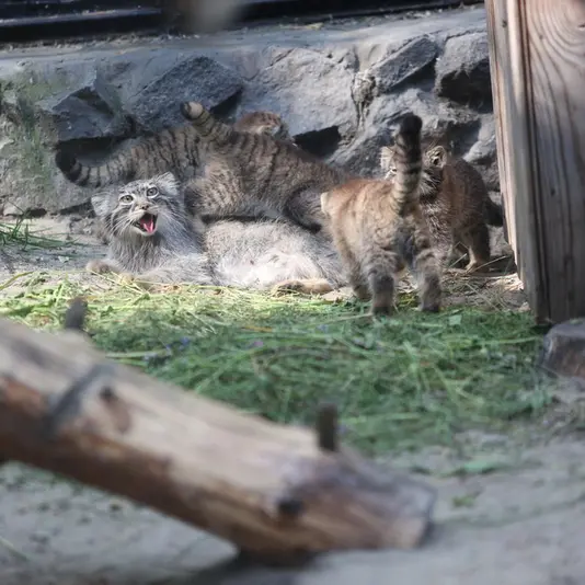 A photograph of Aisha, Zara, Drachun, Dersu, and Altai in Novosibirsk Zoo