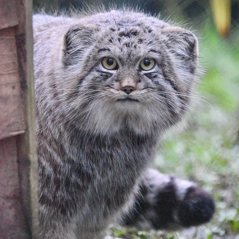 A photograph of Altai in Port Lympne Wild Animal Park