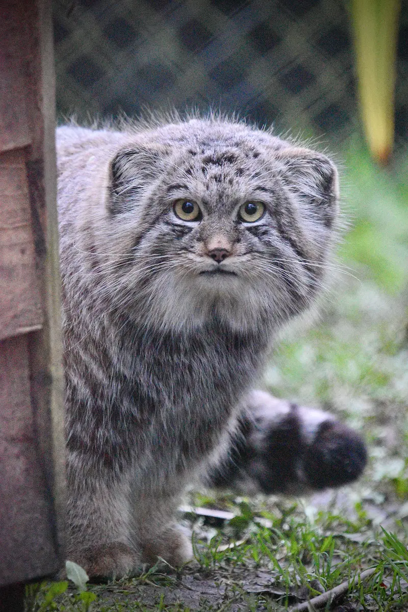 A photograph of Altai in Port Lympne Wild Animal Park