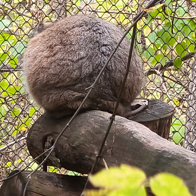 A photograph of Zosya in Novosibirsk Zoo