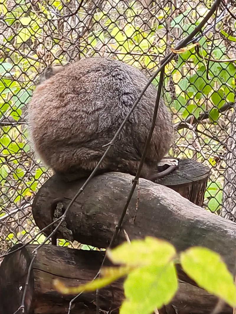 A photograph of Zosya in Novosibirsk Zoo