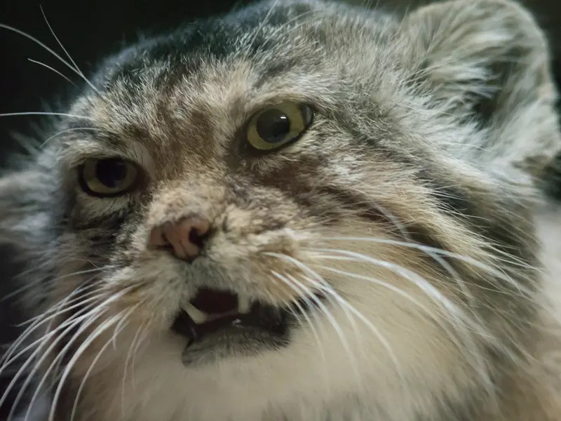 A photograph of Primula in Ueno Zoological Gardens
