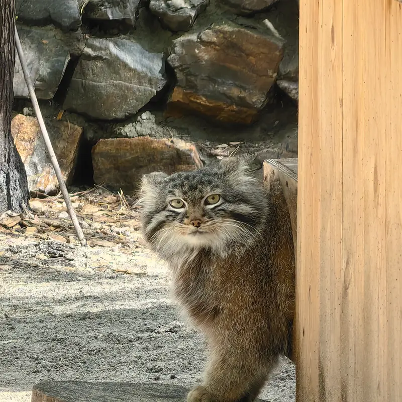 A photograph of Leon in Novosibirsk Zoo