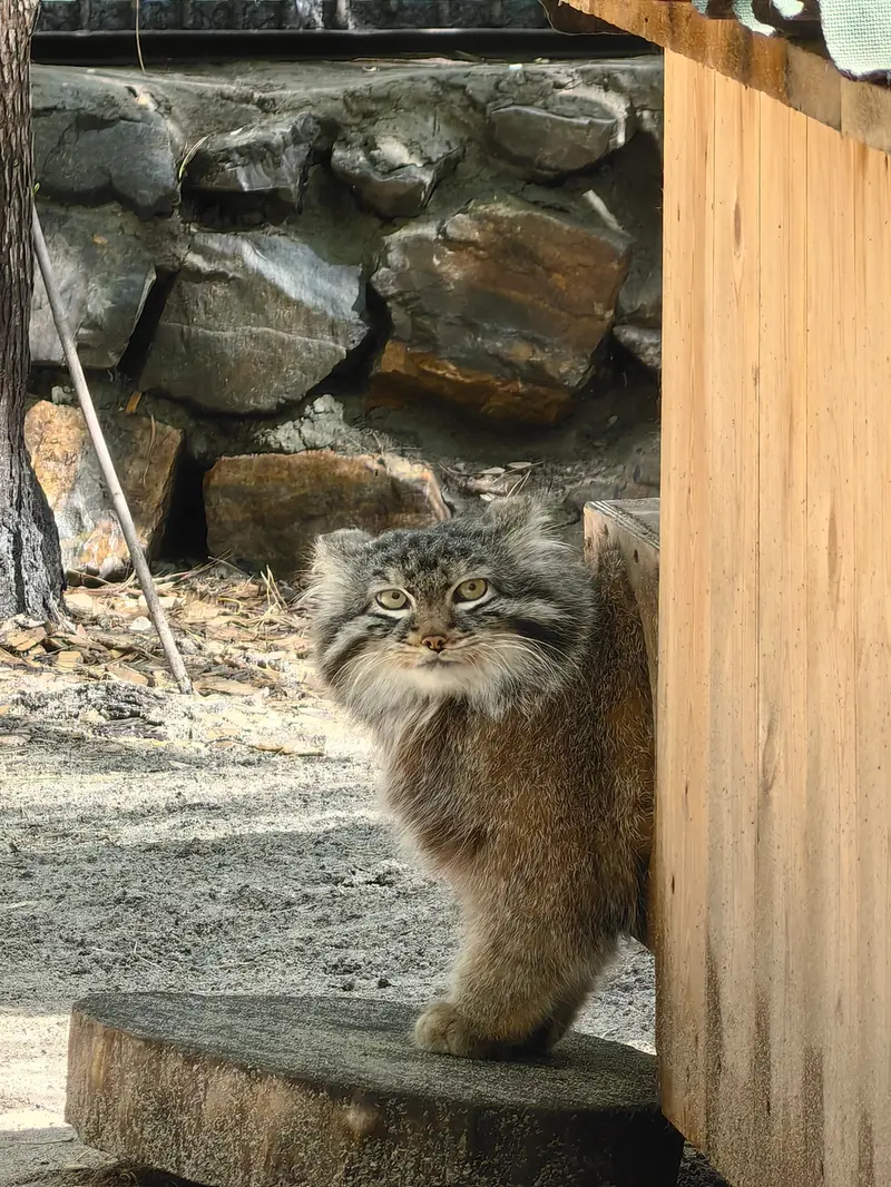 A photograph of Leon in Novosibirsk Zoo