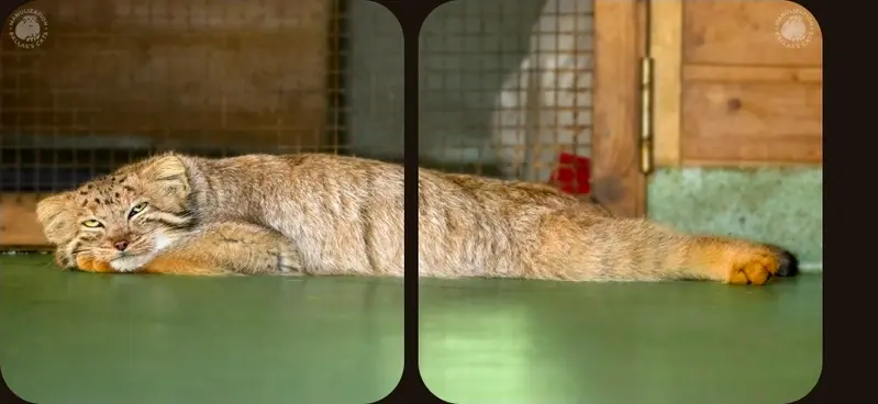A photograph of a Pallas's cat
