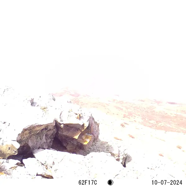 A photograph of Pika from Besshoky 1 camera trap