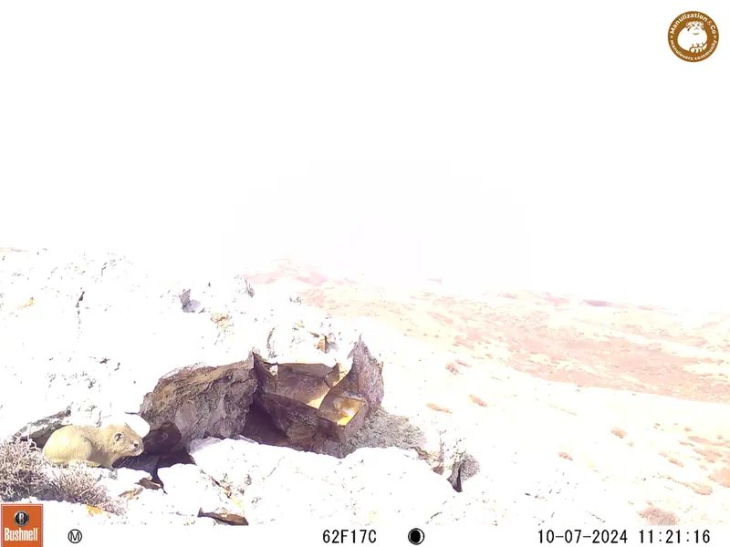 A photograph of Pika from Besshoky 1 camera trap