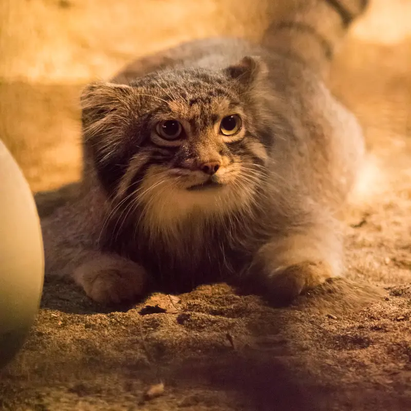 A photograph of Figa in Nogeyama Zoo