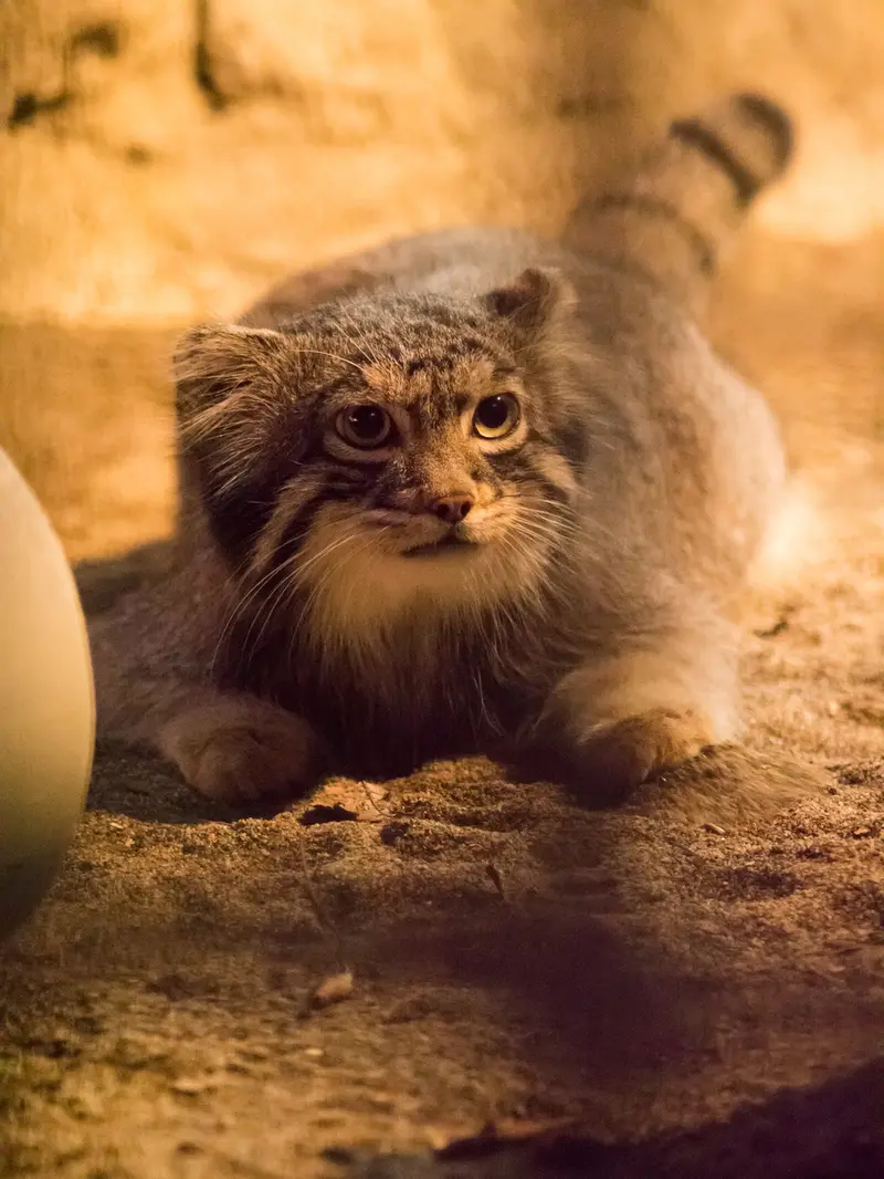 A photograph of Figa in Nogeyama Zoo