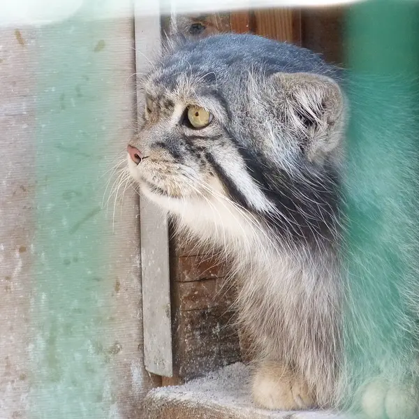 A photograph of Chip in Barnaul zoo “Lesnaya skazka”