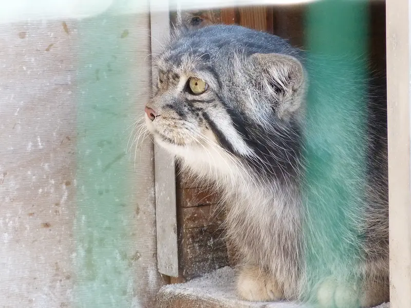 A photograph of Chip in Barnaul zoo “Lesnaya skazka”