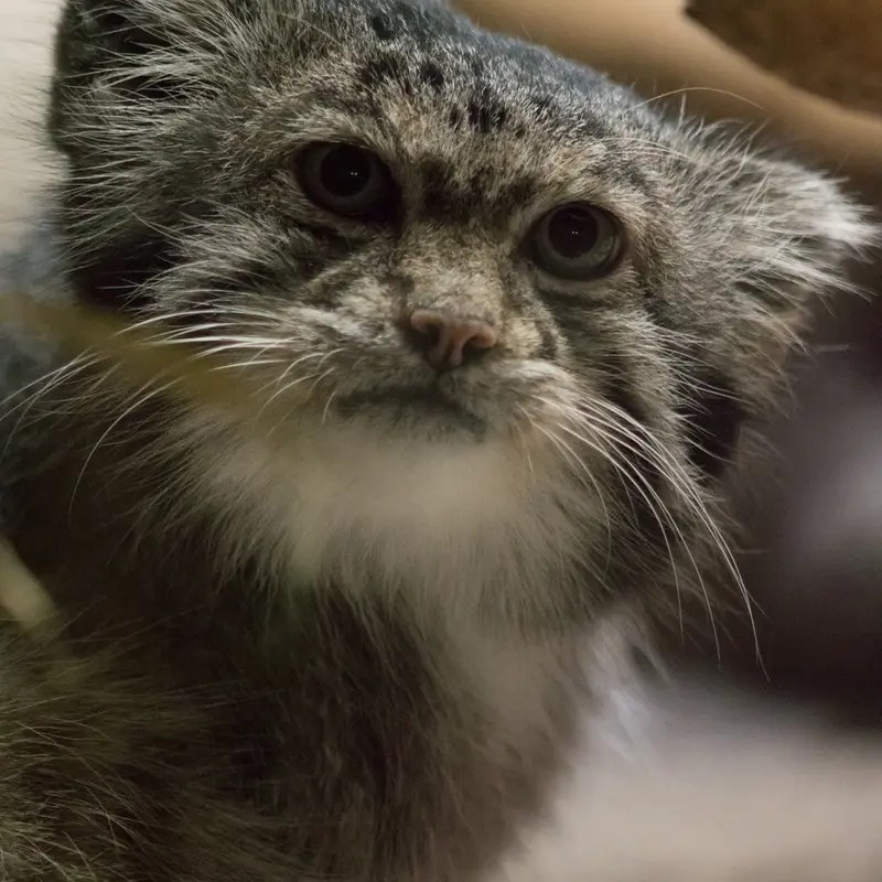 A photograph of Klyon in Ueno Zoological Gardens