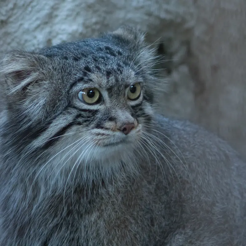 A photograph of Figa in Nogeyama Zoo