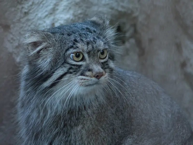 A photograph of Figa in Nogeyama Zoo