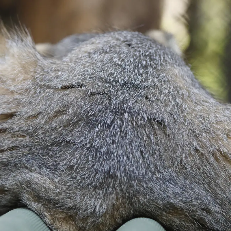 A photograph of George in Novosibirsk Zoo
