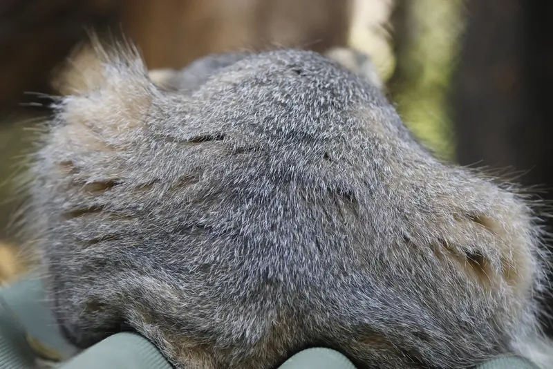 A photograph of George in Novosibirsk Zoo