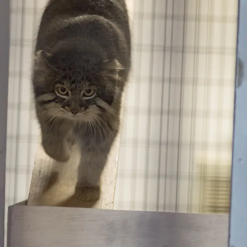A photograph of Figa in Nogeyama Zoo