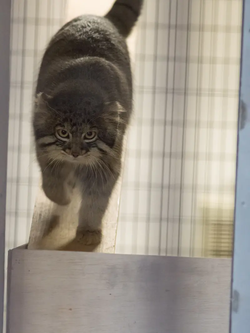 A photograph of Figa in Nogeyama Zoo