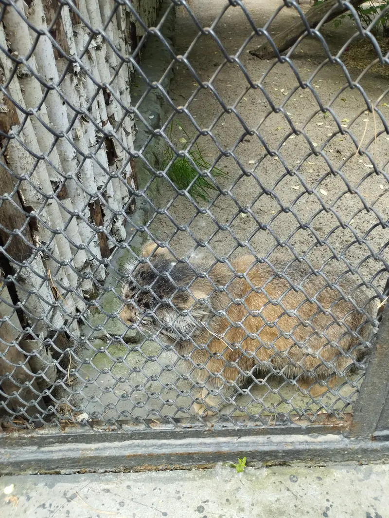 A photograph of a Pallas's cat in Novosibirsk Zoo