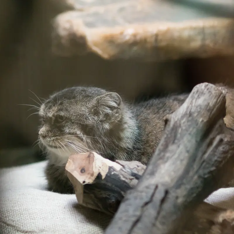 A photograph of Primula in Ueno Zoological Gardens