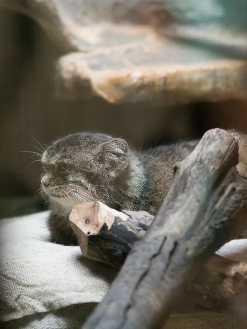 A photograph of Primula in Ueno Zoological Gardens