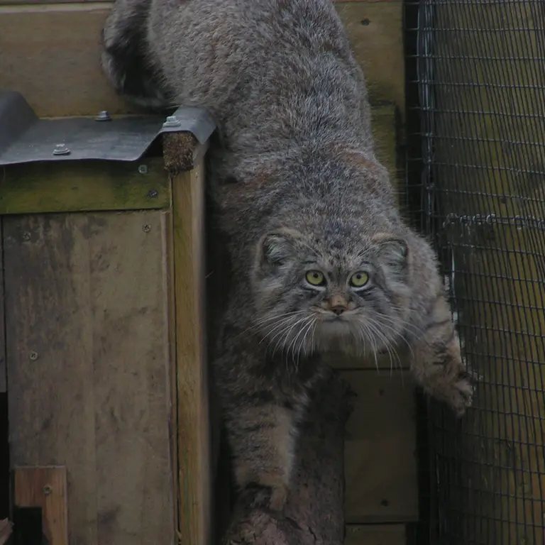 A photograph of Altai in The Lakeland Wildlife Oasis