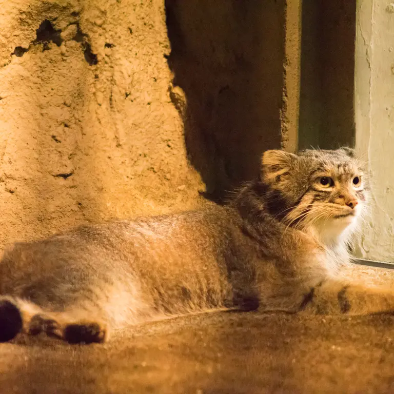 A photograph of Figa in Nogeyama Zoo