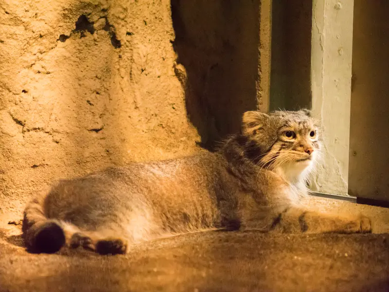 A photograph of Figa in Nogeyama Zoo
