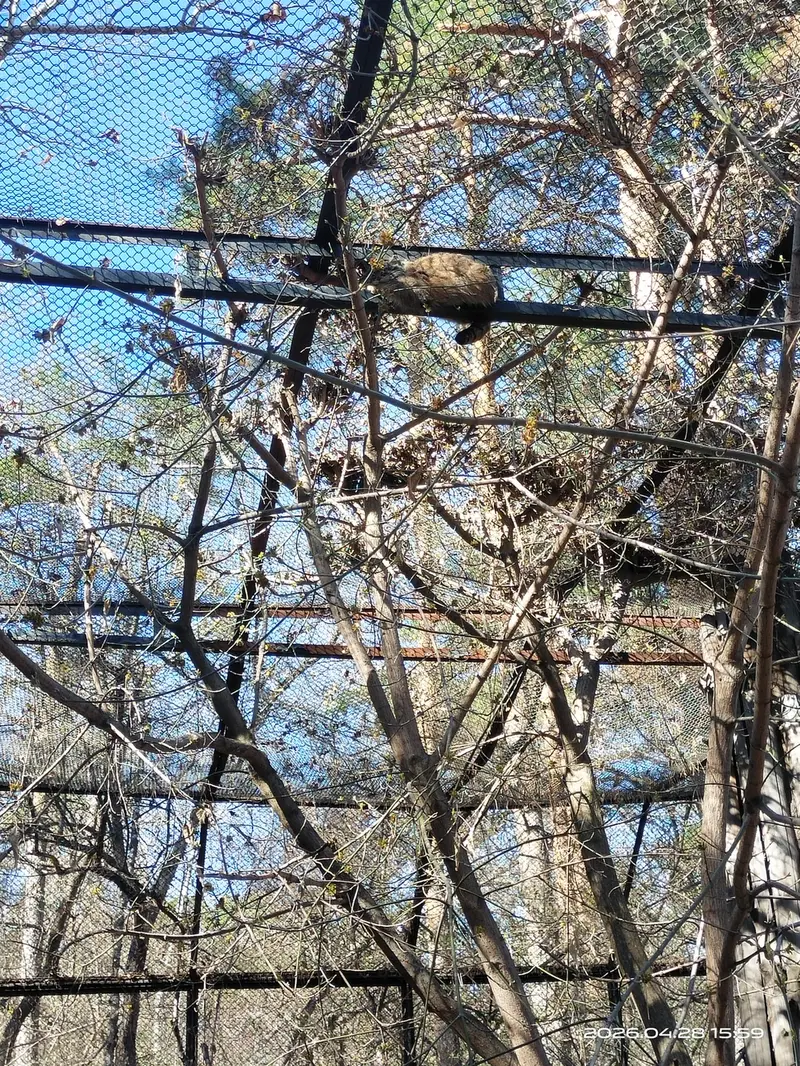 A photograph of Zosya in Novosibirsk Zoo