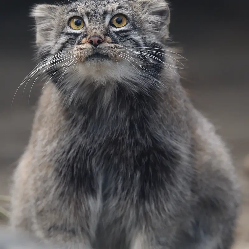 A photograph of Mei in Kobe Animal Kingdom
